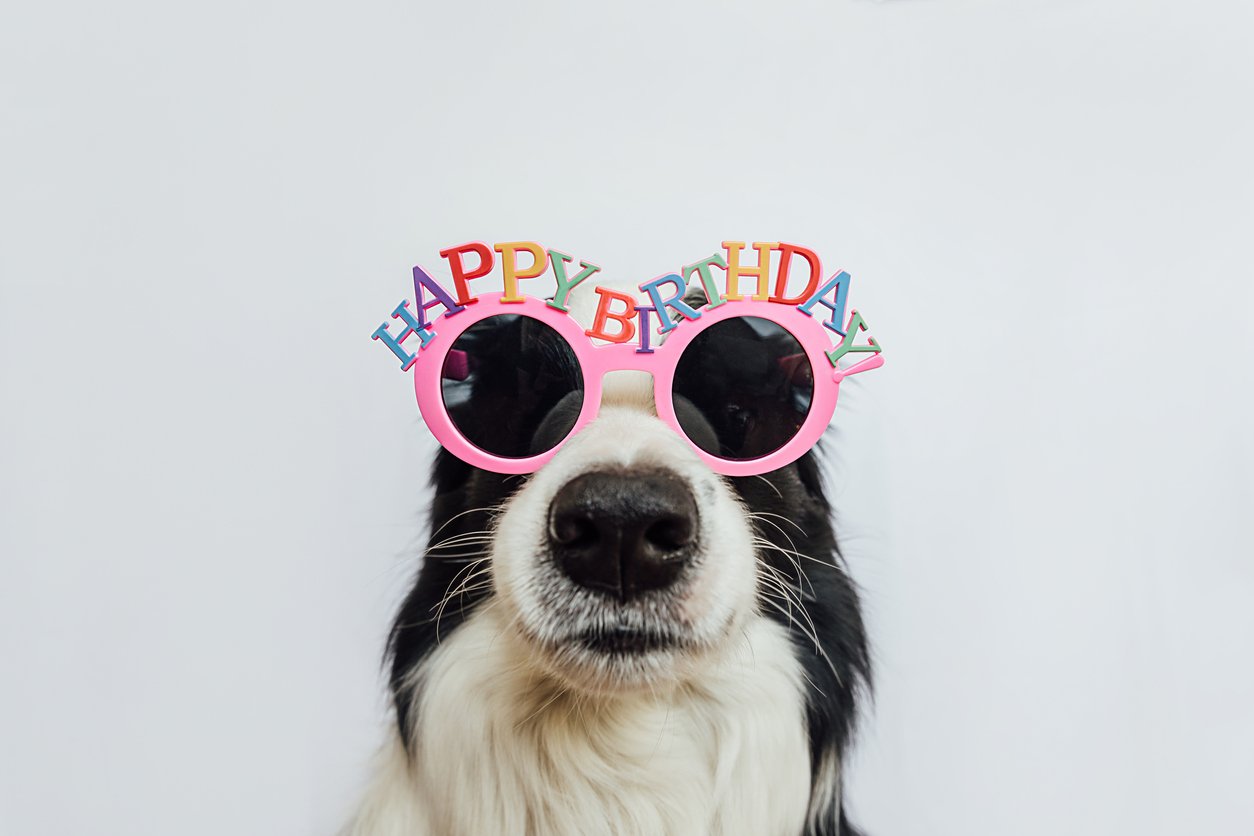 Dog Wearing Pink Happy Birthday Sunglasses