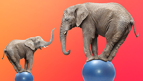 Two Elephants of Different Sizes Balanced on Two Blue Spheres