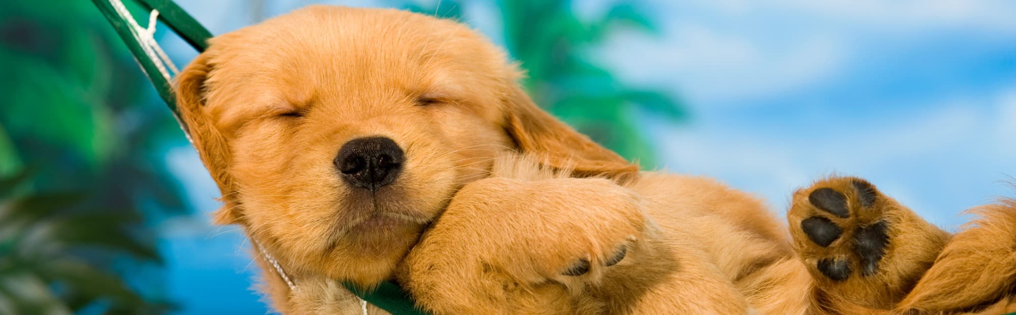 Puppy in Hammock on Sunny Day