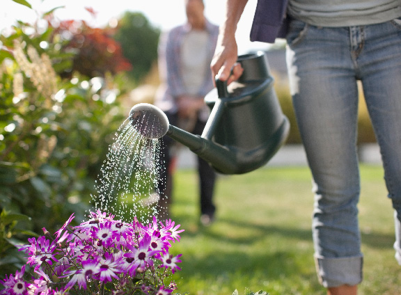 Watering Can Sprinkling Water on Purple Flowers