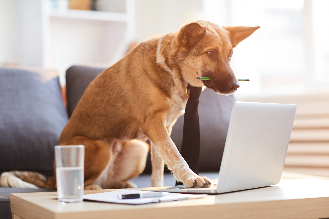 Dog Using Laptop with Pencil in Mouth