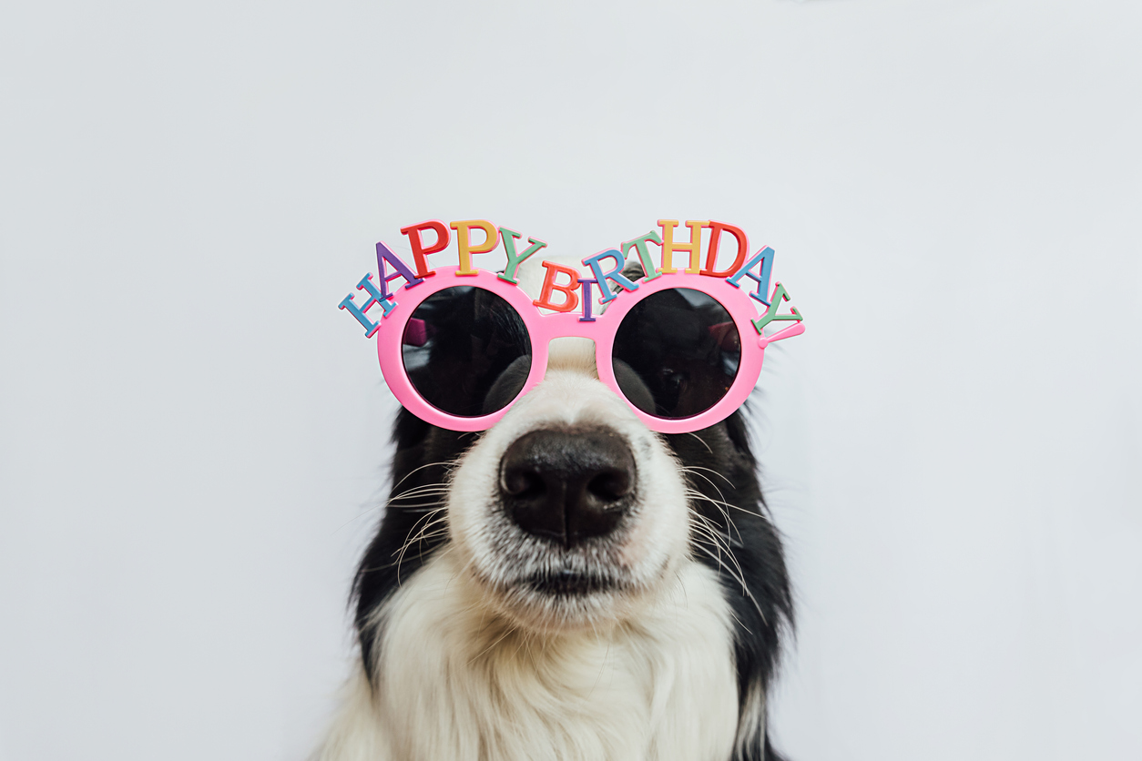Dog Wearing Pink Happy Birthday Sunglasses