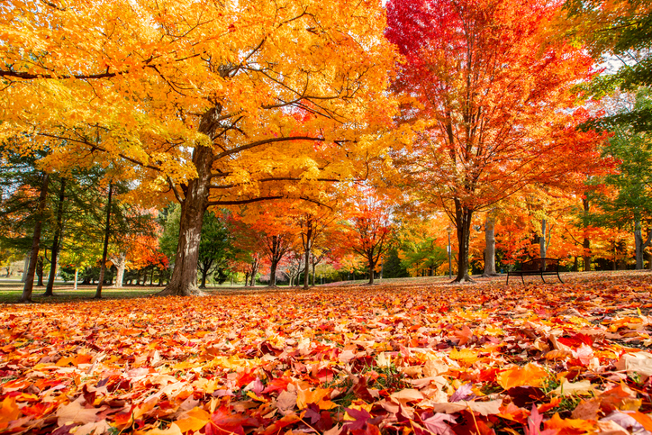 Autumn Trees Autumn Trees with Fallen Leaves on the Ground of a Forest