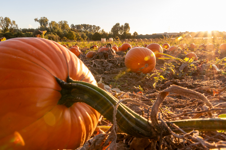 Pumpkin Patch Pumpkin Patch Closeup at Start of Sunset