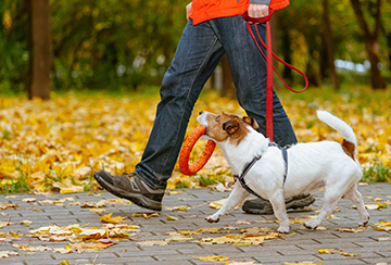 Dog on Walk with Fall Leaves on Sidewalk