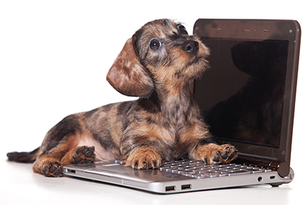 Brown Puppy Laying Across Laptop