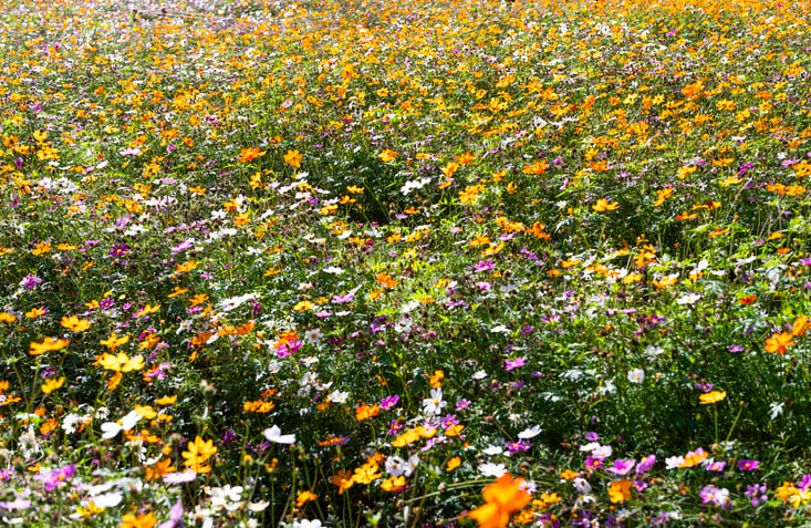 Orange Flower Fields