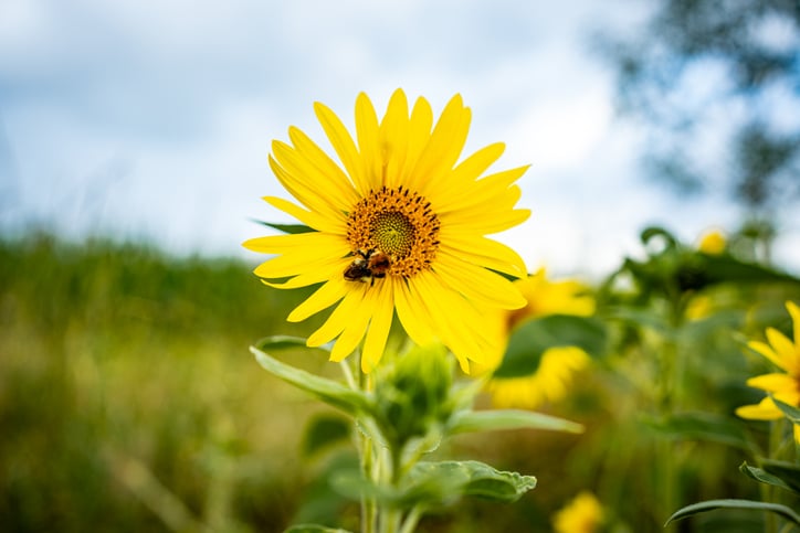 Bee on Sunflower