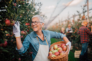 Woman Picking Apples in Orchard